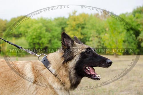 Tervuren Collars