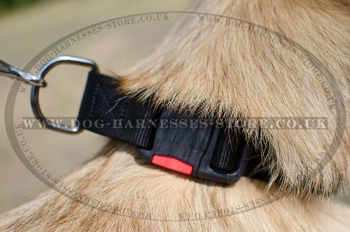 Tervuren Collars