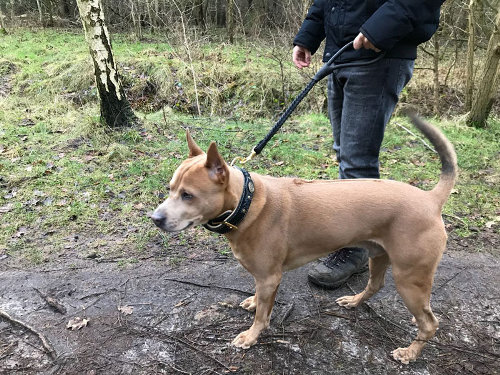 Thai Ridgeback Collars