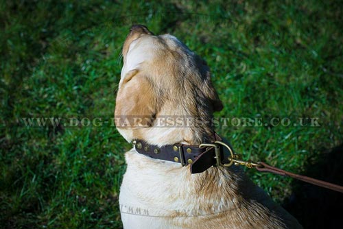 Thick Dog Collars