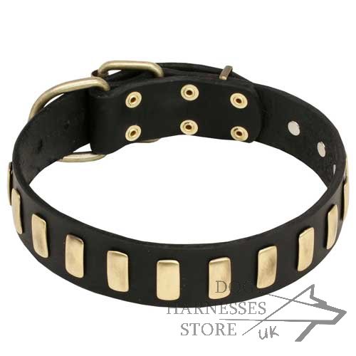 Trendy Dog Collar