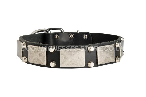 Funky Dog Collar