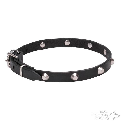 Walking Dog Collar UK