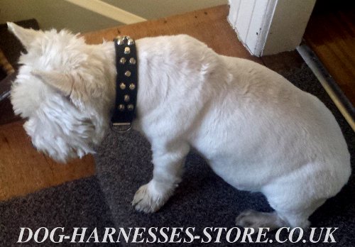 West Highland Terrier Collar