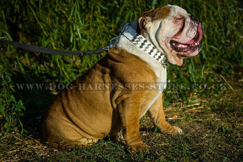 British Bulldog Collar in White Leather
