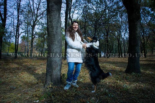 Dog Freestyle Training