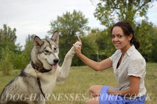 Dog Freestyle UK