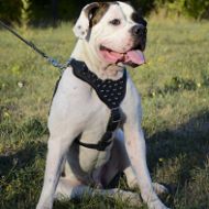 American Bulldog Leather Harness with Spiked Padded Chest Plate