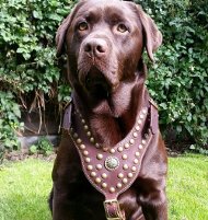 Labrador Harness, Luxury Studded Design and Top Quality for Lab