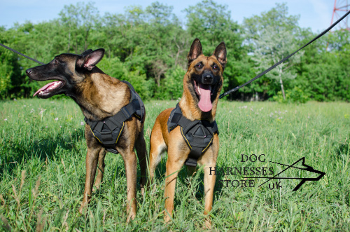 Nylon Harness for Shepherds