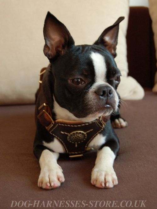 Boston Terrier Harness UK