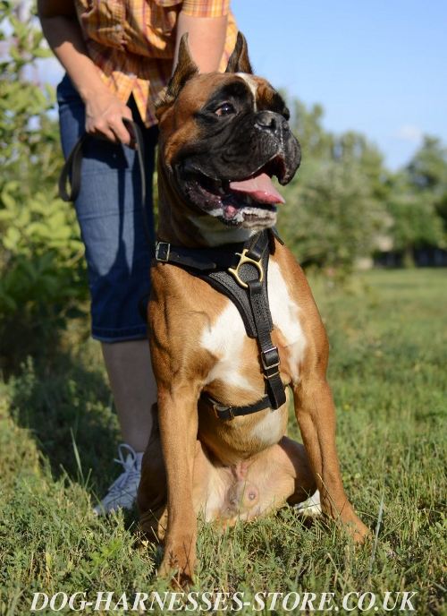 Boxer Dog Harness