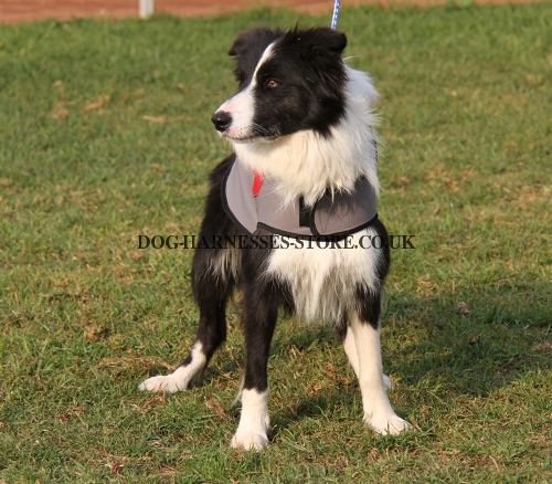 Nylon Dog Coat for Border Collie