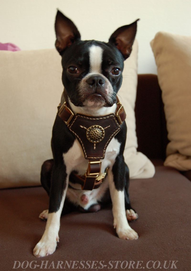 Royal Dog Harness for Boston Terrier