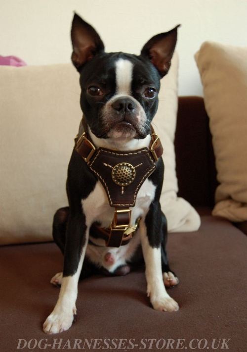 Harness for Boston Terrier