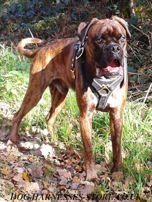 Boxer Harness