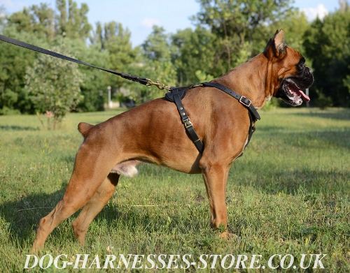 Leather Dog Harness UK