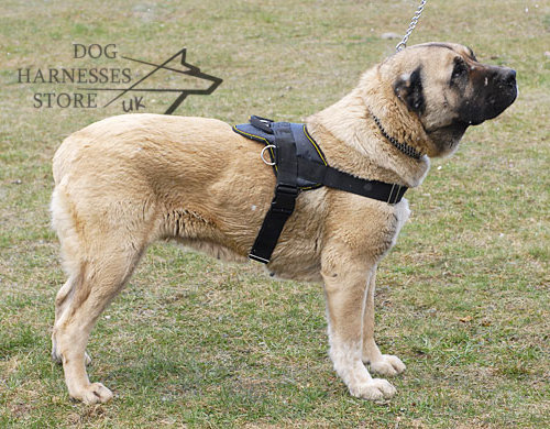 Caucasian Shepherd Harness Sport