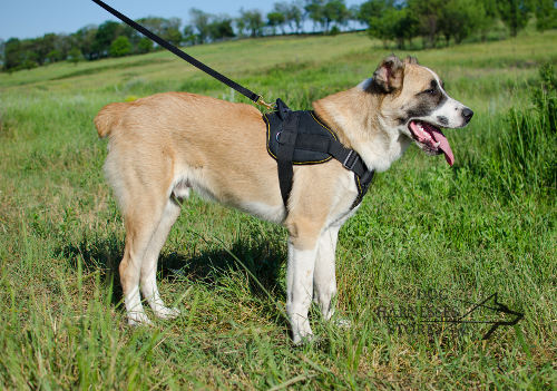 Padded Dog Harness