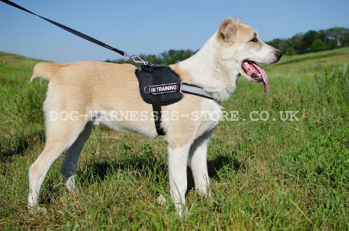 Nylon Dog Harness UK