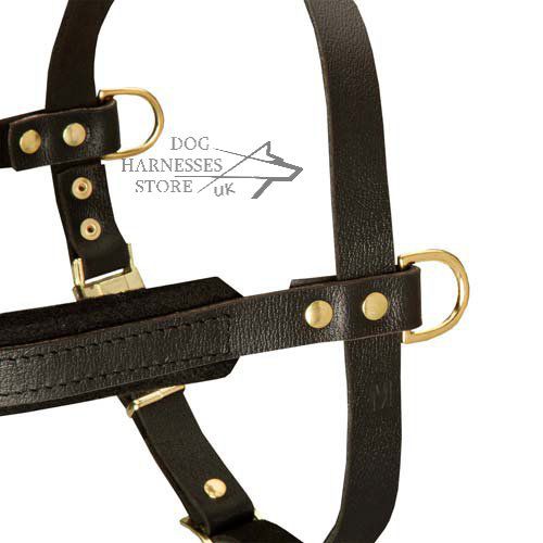 Best Dog Harness UK