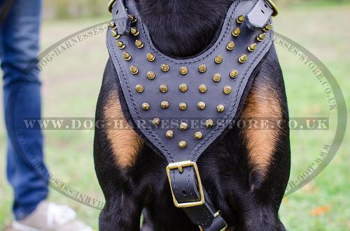 Dog Walking Harness