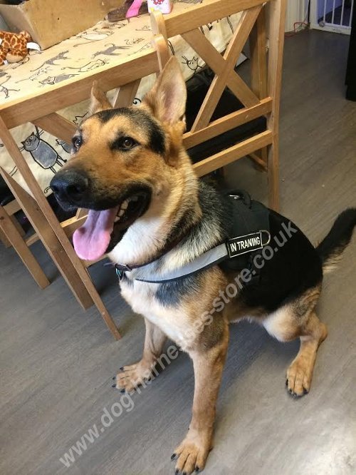 German Shepherd Harness for Tracking and Schutzhund