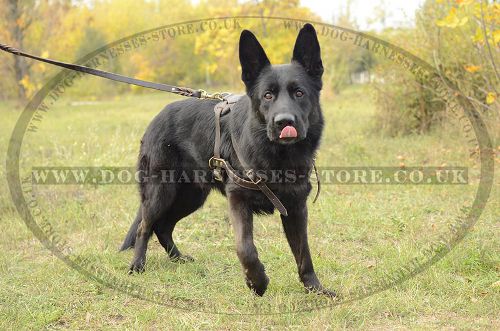 Dog Pulling Harness UK