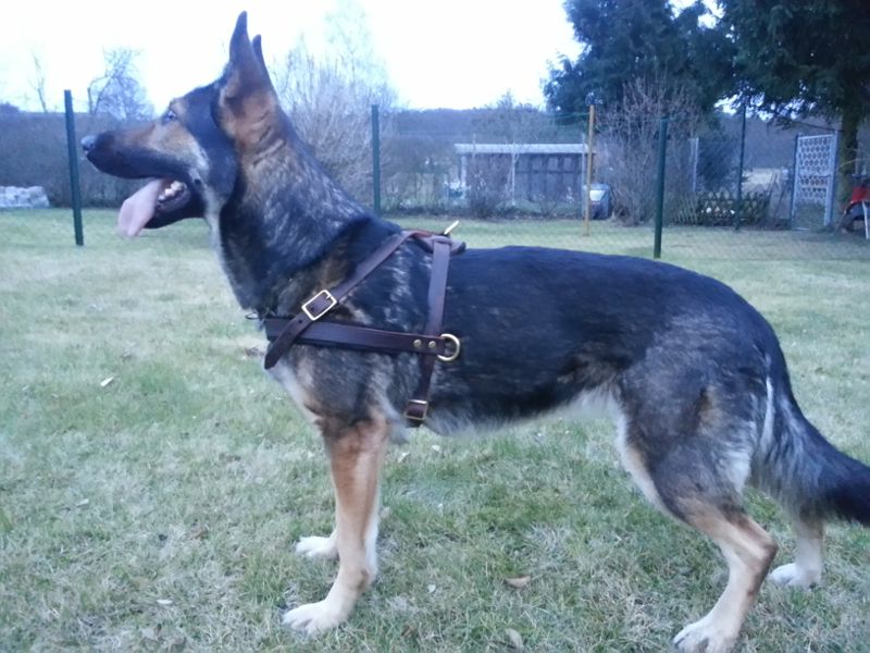 No pull harness for german shepherd hotsell