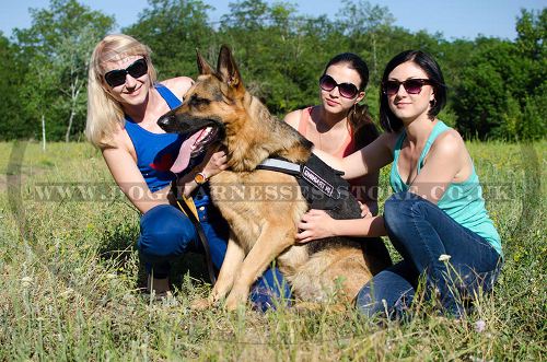 German Shepherd Harness