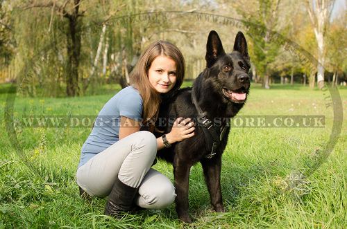 Dog Training Harness