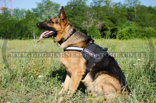 Nylon Dog Harness for Trekking UK