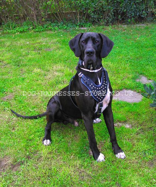 Great Dane Dog Harness UK