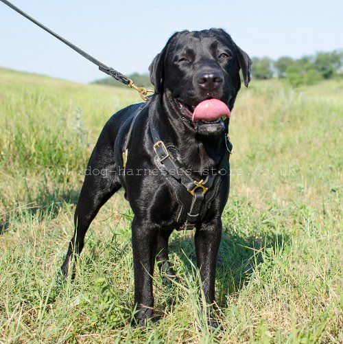 Padded Labrador Harness UK