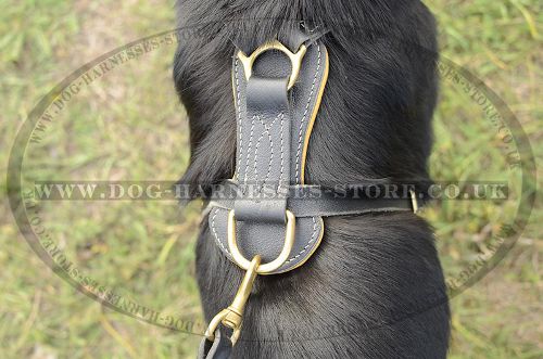 German Shepherd Harness