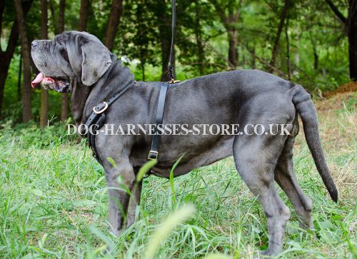 Mastiff Harness