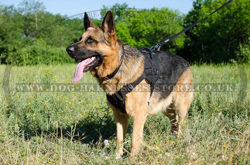 GSD Harness