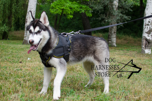 Nylon Harness for Siberian Husky