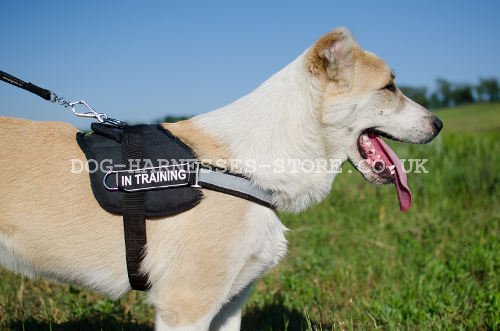 Reflective Harness