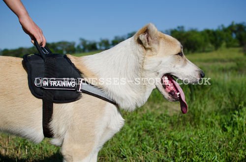 Dog Harness Reflective