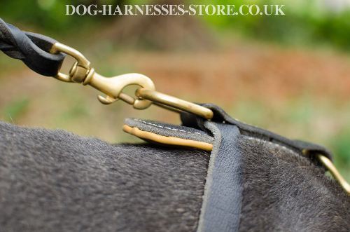 Neapolitan Mastiff Harness