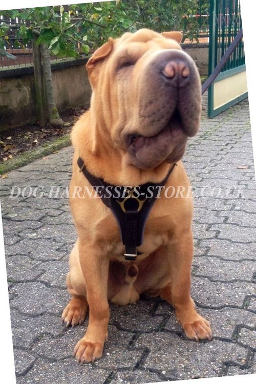 Shar-Pei Harness