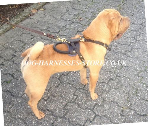 Shar-Pei Harnesses