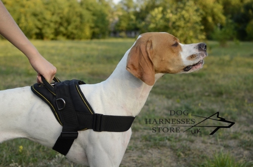 English Pointer dog harness UK