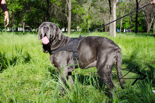 Mastino Harness K9