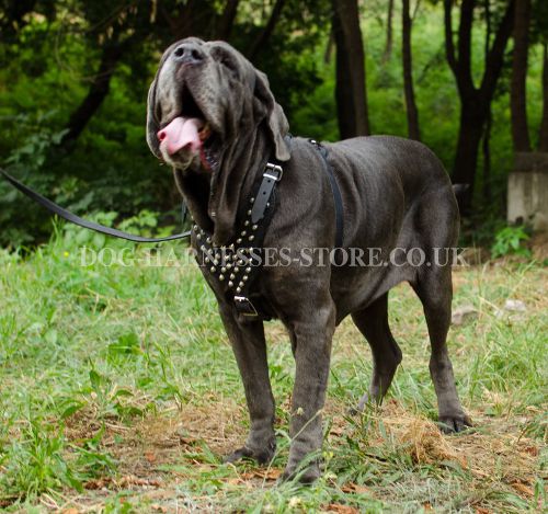 Neapolitan Mastiff Harness