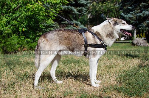 Dog Pulling harness UK