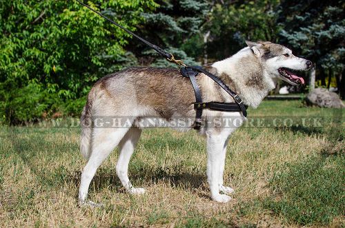 Sled Dog Racing