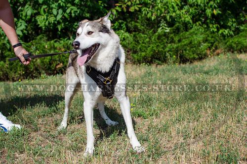 Padded Dog Harness