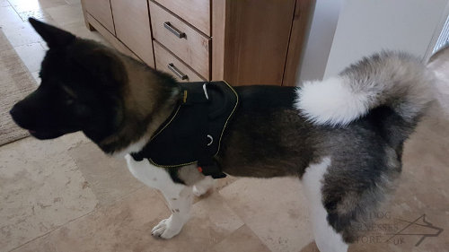 Akita Harness UK